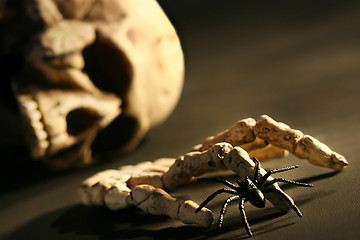 Image showing Skull and hand bone