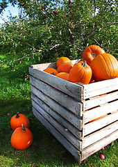 Image showing Autumn pumpkins in a apple orchard