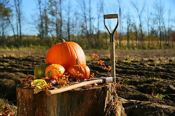 Image showing Autumn pumpkins in the garden