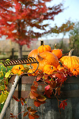 Image showing Rake and pumpkins