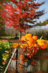 Image showing Autumns colorful harvest