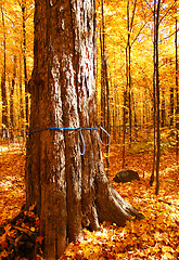 Image showing Sugar Maple trees