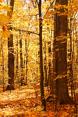 Image showing Forest of gold