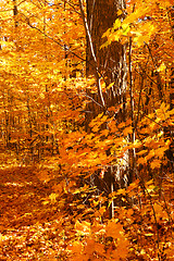 Image showing Golden maple trees