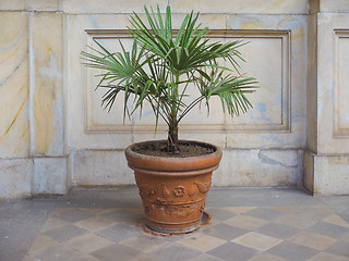 Image showing Palm tree