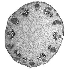 Image showing Black and white Heliansthus stem micrograph