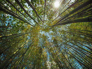 Image showing Bamboo tree