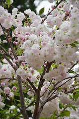 Image showing Sakura cherry flower blossom