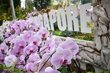 Image showing Flower Dome at Gardens by the Bay in Singapore