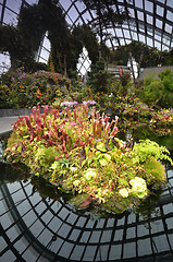 Image showing Cloud Forest at Gardens by the Bay in Singapore