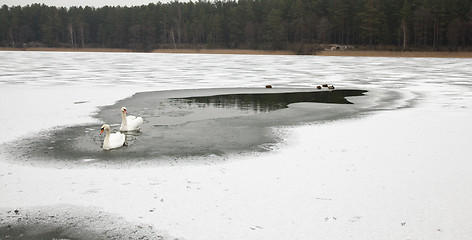 Image showing  swans swim