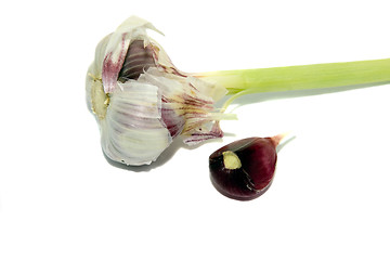 Image showing  white garlic