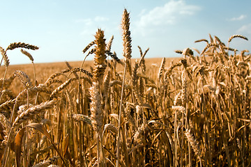 Image showing  mature wheat 