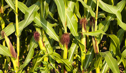 Image showing mature corn  