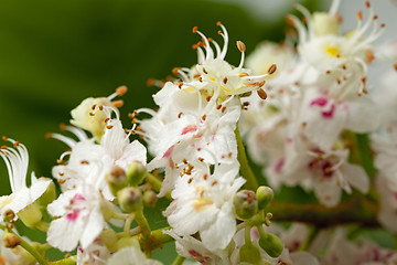 Image showing chestnut flower 