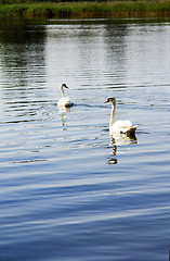 Image showing   white swans