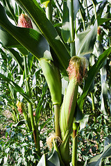 Image showing corn field