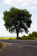 Image showing one tree