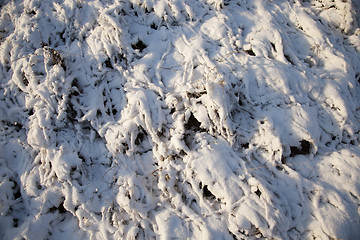 Image showing plants under snow  