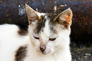 Image showing homeless cat