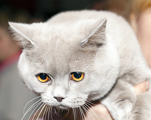 Image showing British cat. head