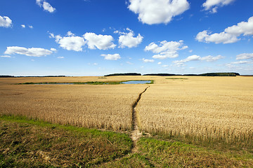 Image showing agricultural field 