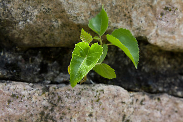 Image showing sprouts new plants in spring season