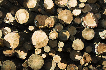 Image showing   sawed trees