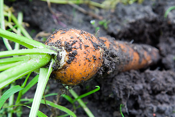 Image showing   carrots