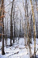 Image showing winter forest  