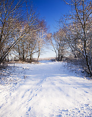 Image showing winter forest  