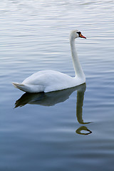 Image showing floating Swan