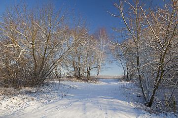 Image showing winter forest  