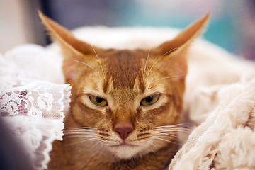 Image showing Abyssinian cat  