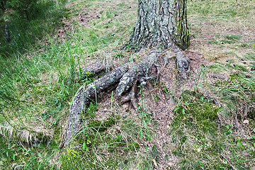 Image showing the roots of the tree