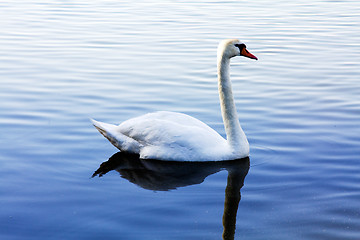 Image showing White Swan 