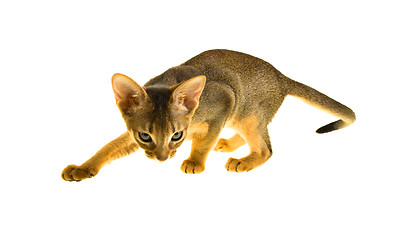 Image showing Abyssinian cat