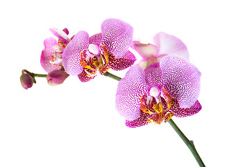 Image showing  red Orchid