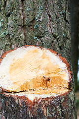 Image showing  felled tree