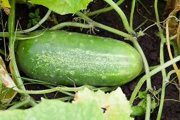 Image showing Green cucumbers 