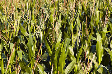 Image showing  grow corn