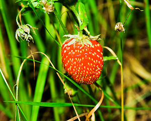 Image showing   strawberry 