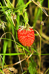 Image showing   strawberry 