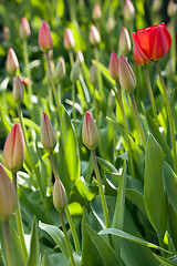 Image showing dark tulips  