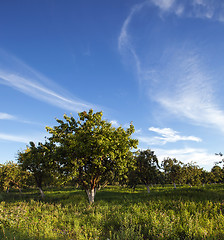 Image showing apple-tree garden  