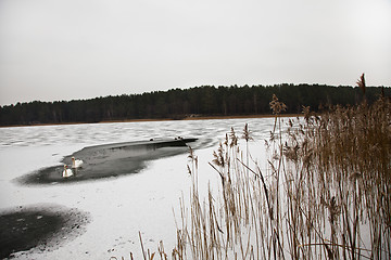 Image showing  swans swim