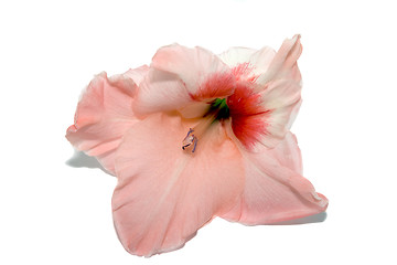 Image showing gladiolus 