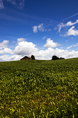 Image showing  green unripe grains