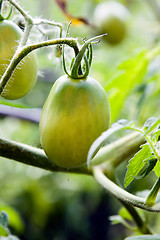 Image showing  unripe tomatoes 