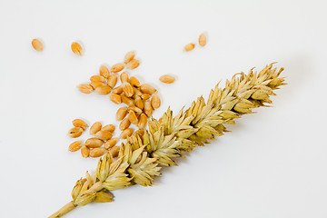 Image showing   wheat grain